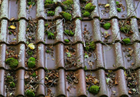moss covered roof