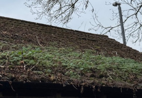 badly overgrown roof